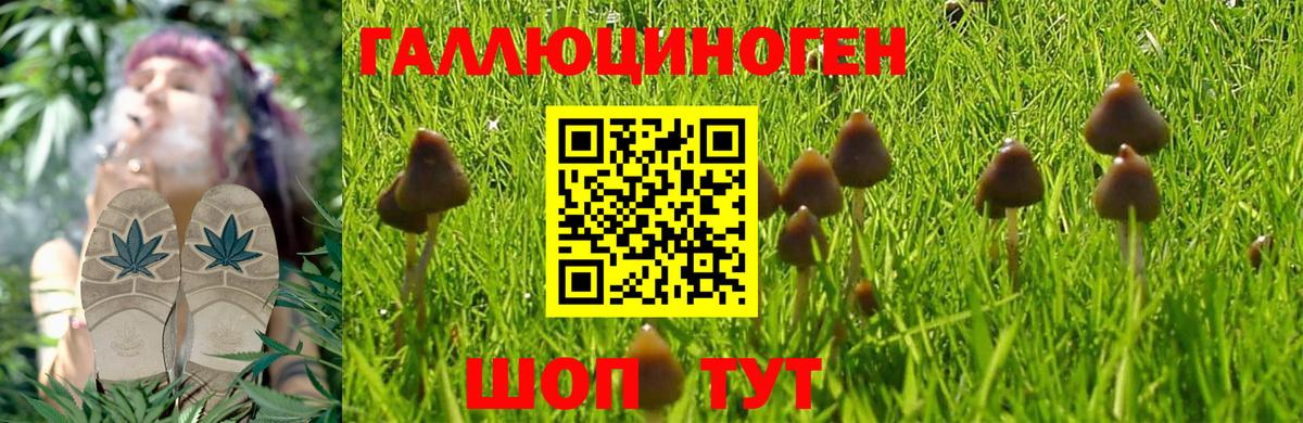 где найти наркотики  Кувандык  Псилоцибиновые грибы Psilocybe  Псилоцибиновые грибы Psilocybe 